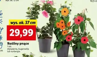 Lidl Tunbergia oskrzydlona oferta