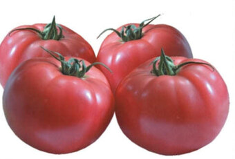 Społem Pomidory oferta