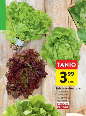 Intermarche Sałata masłowa oferta