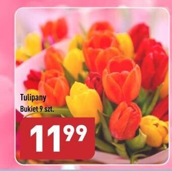 ALDI Tulipany oferta