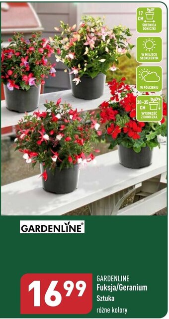 ALDI GARDENLINE Fuksja/Geranium oferta