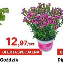 Goździk pink kisses