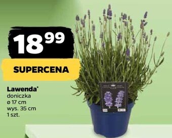 Netto Lawenda oferta