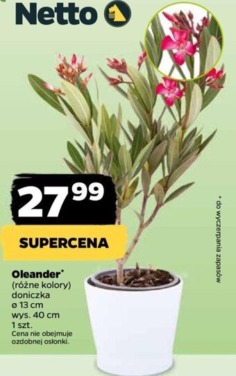 Netto Oleander oferta