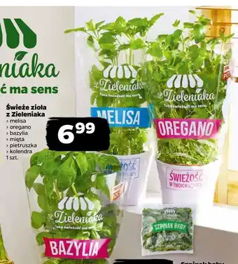 Netto Oregano z zieleniaka netto oferta