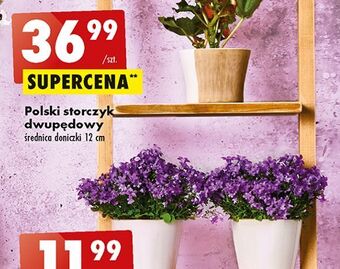 Biedronka Storczyk dwupędowy oferta