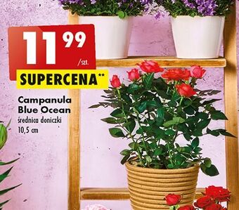 Biedronka Campanula sr. 10.5 cm oferta