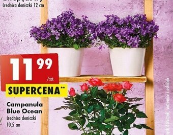 Biedronka Campanula Blue Ocean oferta