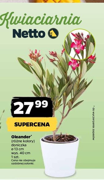 Oleander
