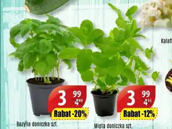 Bazylia lub mięta doniczka