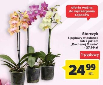 Carrefour Storczyk 1-pędowy oferta