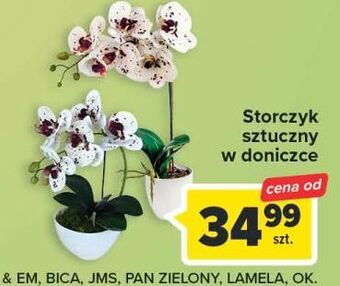 Carrefour Storczyk w doniczce oferta