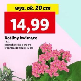 Lidl Kalanchoe oferta
