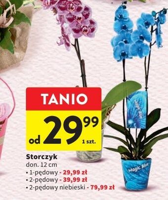 Intermarche Storczyk 2 pędowy oferta
