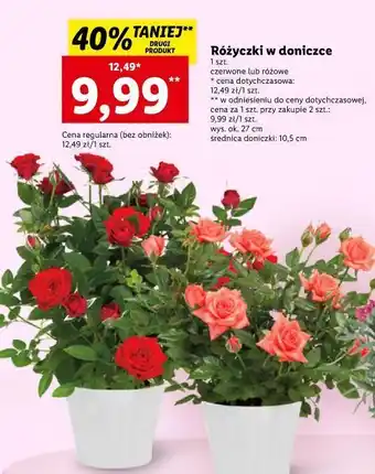 Lidl Róża czerwona oferta