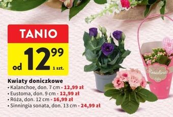 Intermarche Róża don. 12 cm oferta
