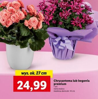 Lidl Begonia oferta