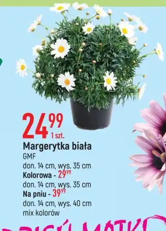 E.Leclerc Margerytka biała don. 14 cm oferta