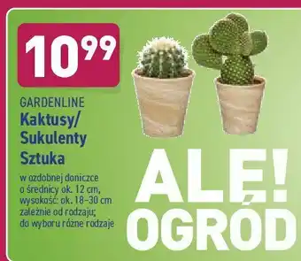 ALDI Sukulenty 12 cm 1 SZT oferta