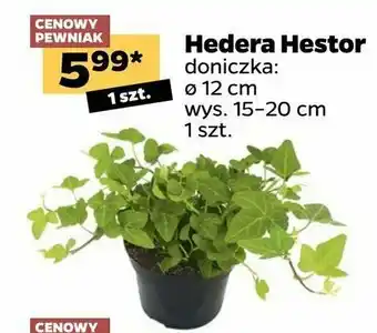 Netto Hedera hestor 1 SZT oferta