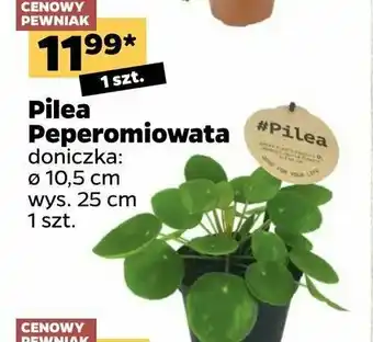 Netto Pilea peperomiowata 10.5 cm 1 SZT oferta