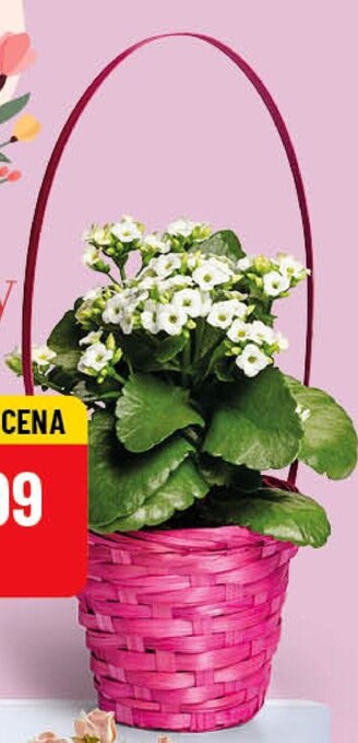 Polomarket Kalanchoe oferta