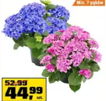 OBI Hortensja oferta