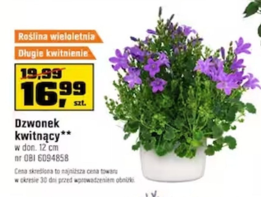 OBI Roślina doniczkowa oferta