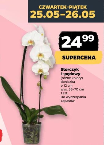 Netto Storczyk 1-pędowy oferta
