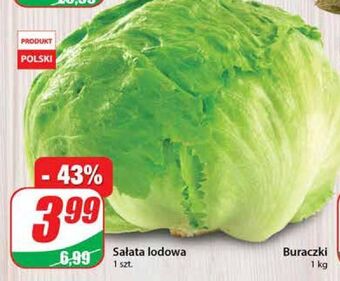Dino Sałata lodowa oferta