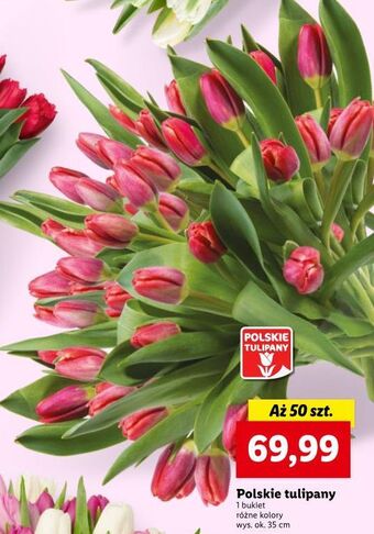 Lidl Tulipany 35 cm oferta