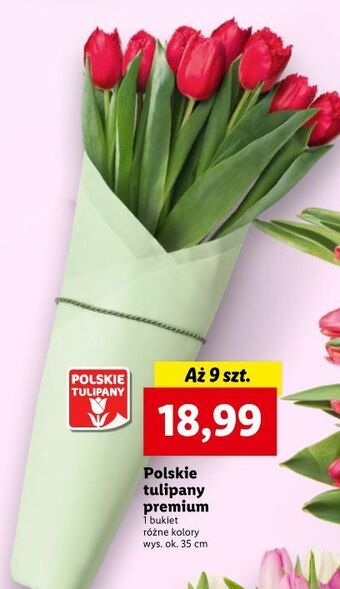 Lidl Tulipany oferta