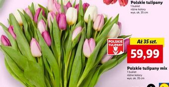 Lidl Tulipany 35 cm oferta