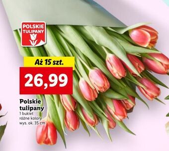 Lidl Tulipany 35 cm oferta