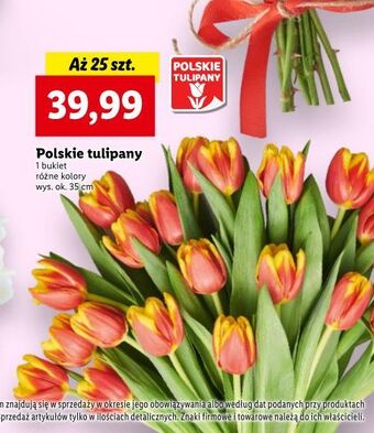 Lidl Tulipany oferta