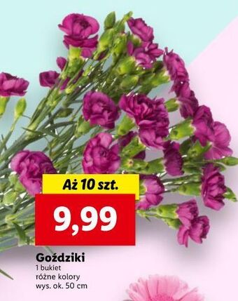 Lidl Goździki 50 cm oferta