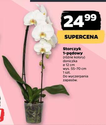 Netto Storczyk 1-pędowy oferta