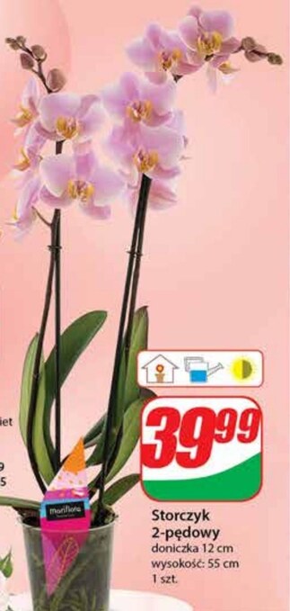 Dino Storczyk oferta