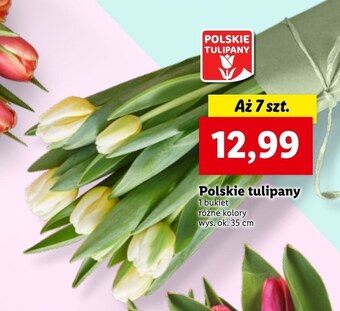 Lidl Bukiet tulipanów oferta