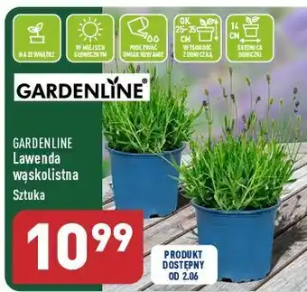 ALDI Lawenda wąskolistna don. 14 cm garden line oferta