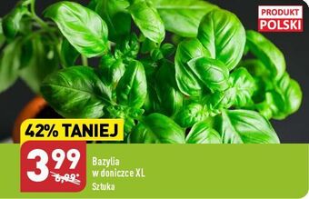 ALDI Bazylia xl oferta