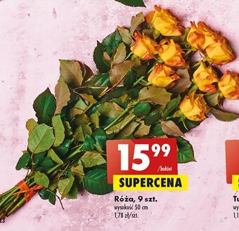 Biedronka Róże oferta
