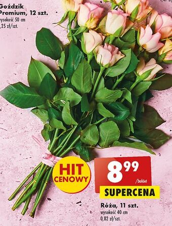 Biedronka Róże oferta