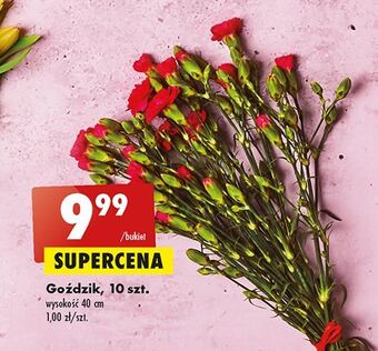 Biedronka Goździki oferta