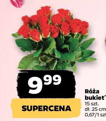 Netto Róże oferta