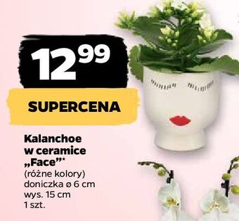 Netto Kalanchoe w ceramicznej doniczce oferta