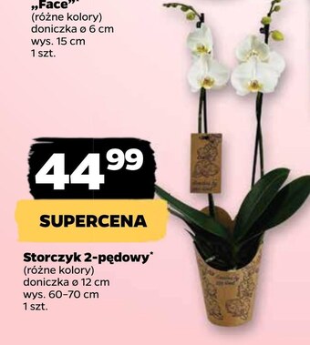 Netto Storczyk oferta