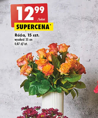 Biedronka Róża, 15 szt. oferta