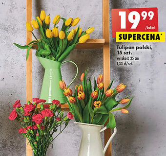 Biedronka Tulipan polski, 15szt. oferta
