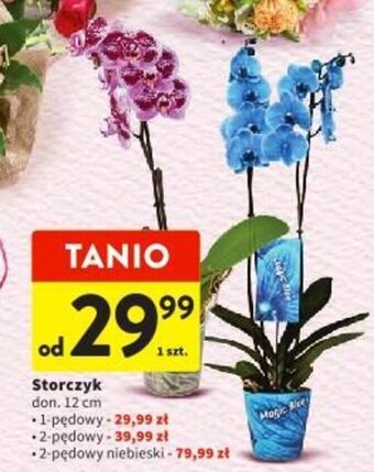Intermarche Storczyk oferta
